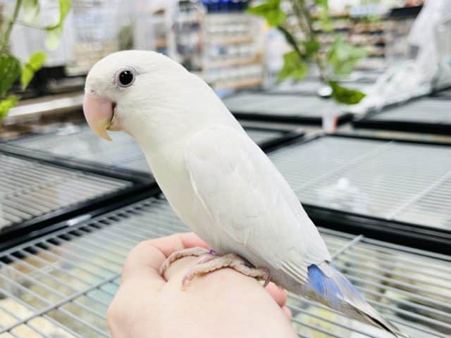 白と青のカラーは人気なんです。。コザクラインコ(女の子)