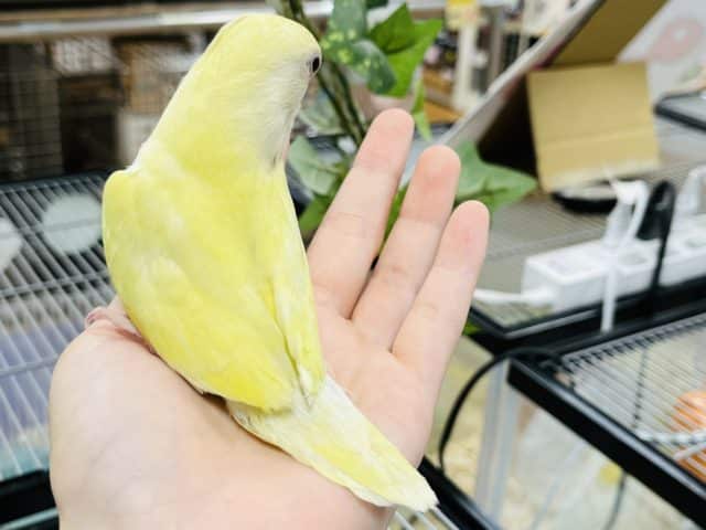 コザクラインコ（小桜インコ）