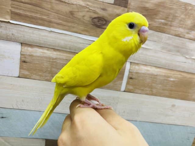 セキセイインコ