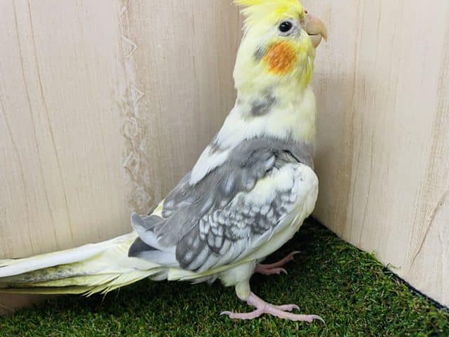 オカメインコ