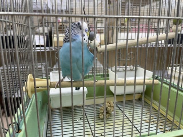 ジャンボセキセイインコ