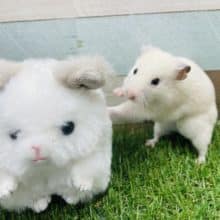 まるまる可愛いハムちゃん②！カラーハムスターのクリームカラー！