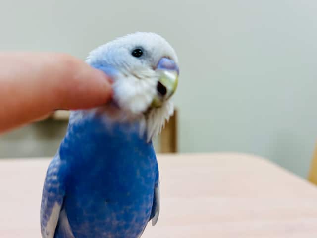 頭ほわぁ〜、肩にちょこんっ、指にピョンッなセキセイインコ(スパングル)