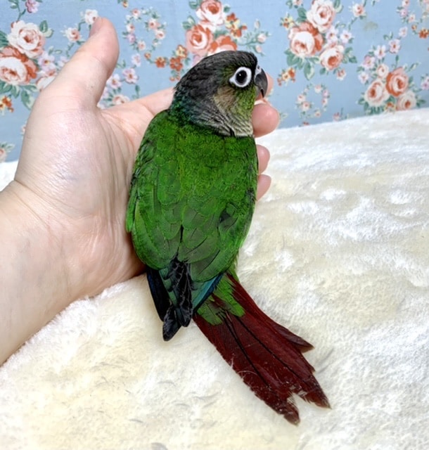 ホオミドリウロコインコ