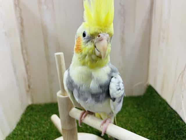 オカメインコ