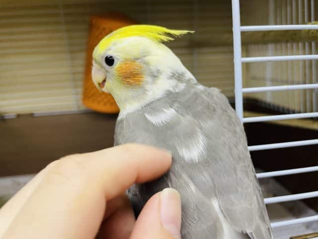 オカメインコ