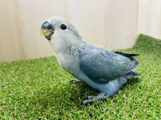 最新画像になりますよ！！ブルー好きさんにはたまらない💓深めの色合い〜　コザクラインコ　ブルーチェリー