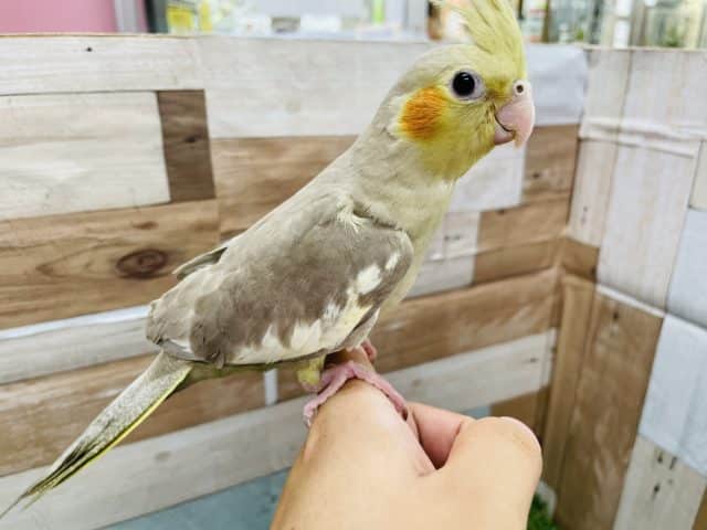 オカメインコ