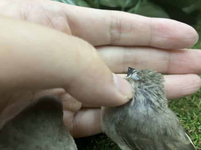 錦花鳥（キンカチョウ）