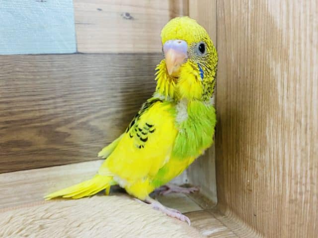 ちょこちょこ歩いて元気いっぱいのセキセイインコ！パイドカラーやって来ました〜