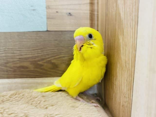 セキセイインコ