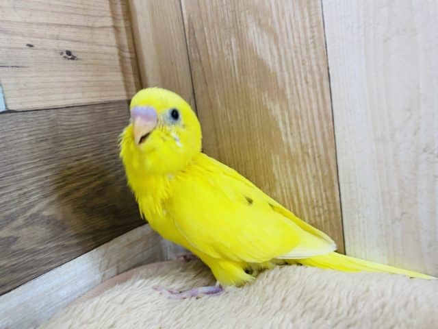 セキセイインコ