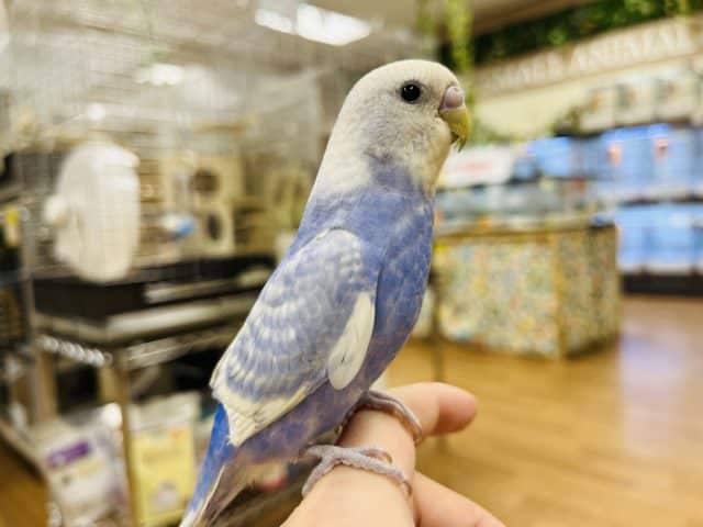 セキセイインコ