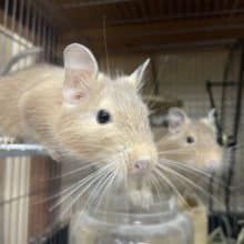 後２匹！！最新画像になりますよ⭐️デグー男の子！！デグー サンド