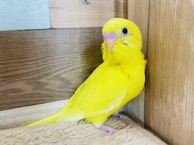 セキセイインコ