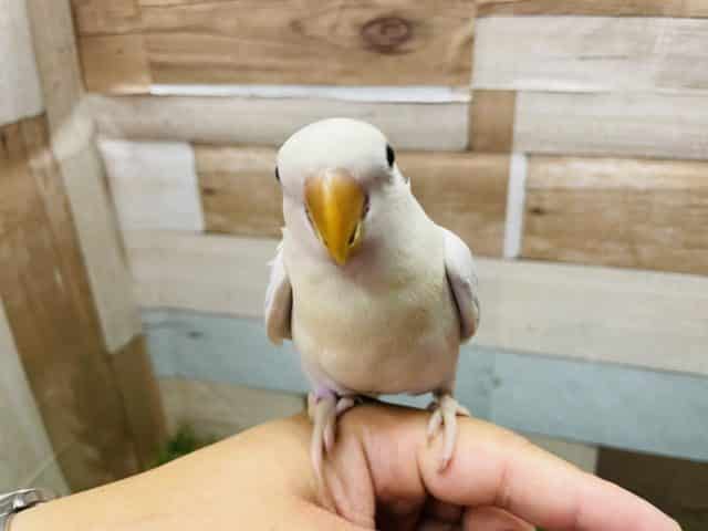 コザクラインコ（小桜インコ）