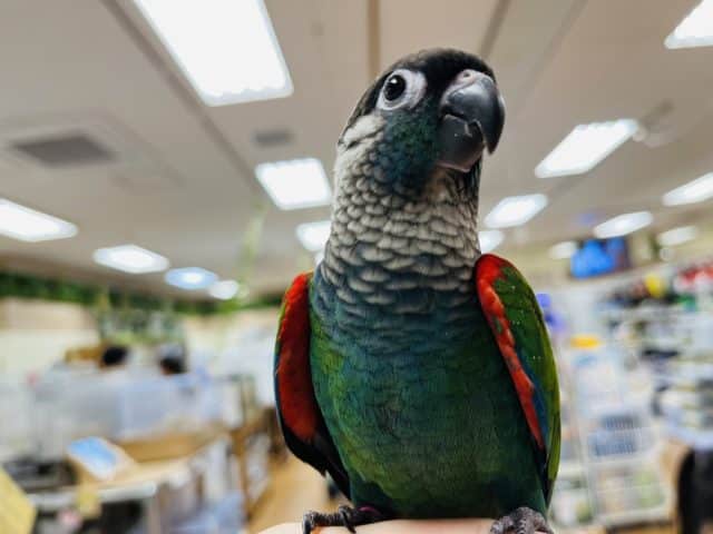 アオシンジュウロコインコ　