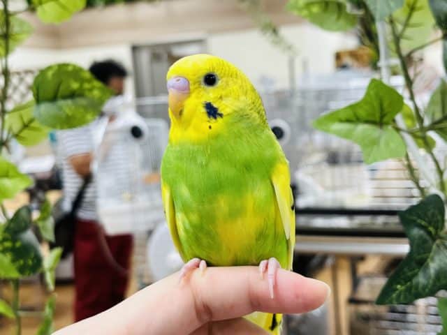 セキセイインコ