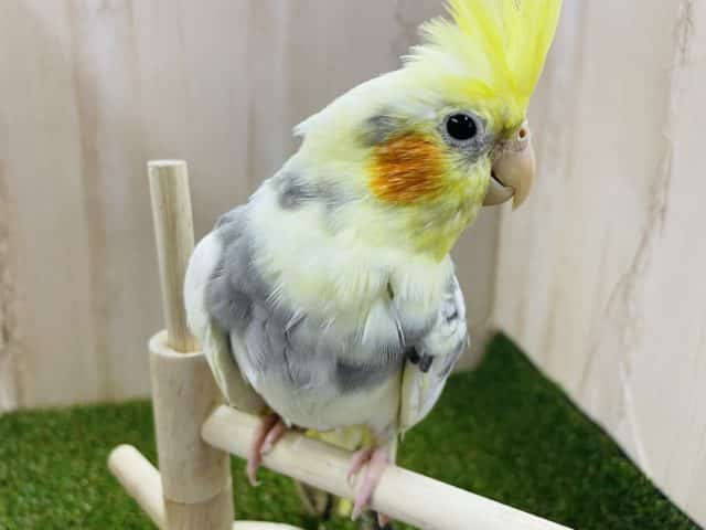 オカメインコ