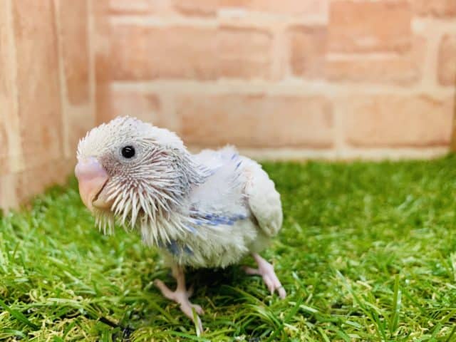 どんなカラーになるんだろぉー？　　セキセイインコ　スパングルパイド入舎です！　Ｒ４　８／１９撮影