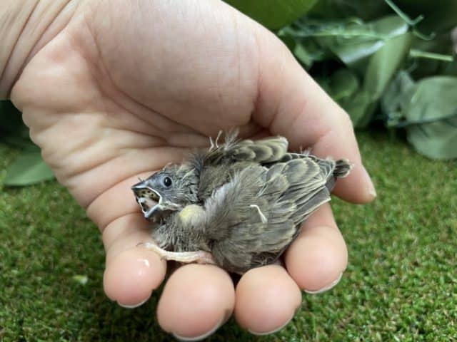 錦花鳥（キンカチョウ）