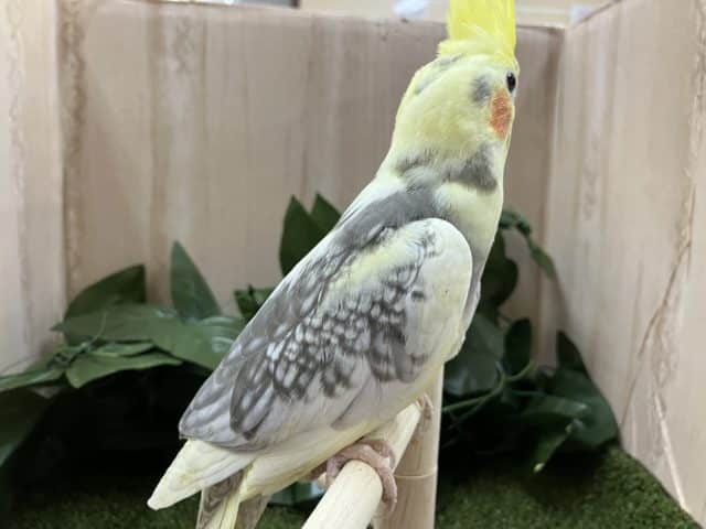 オカメインコ