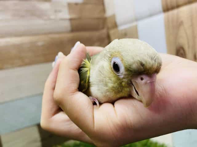 ホオミドリウロコインコ