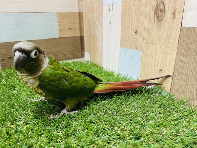 ワキコガネウロコインコ