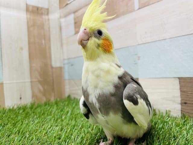 優しい雰囲気を感じます！オカメインコのパイドカラー！