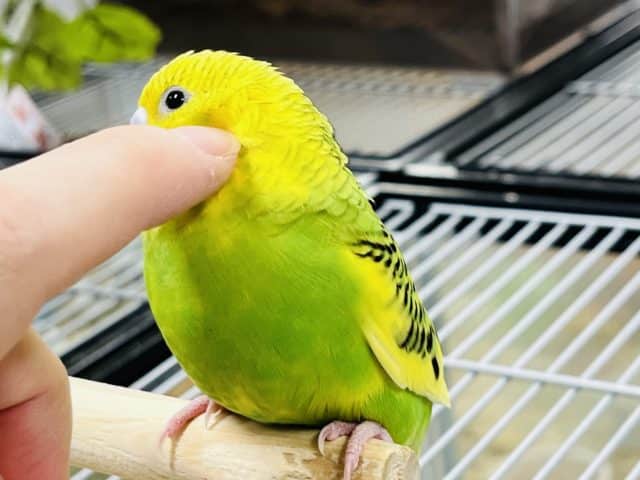 セキセイインコ