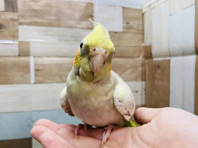 オカメインコ