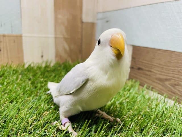 コザクラインコ（小桜インコ）