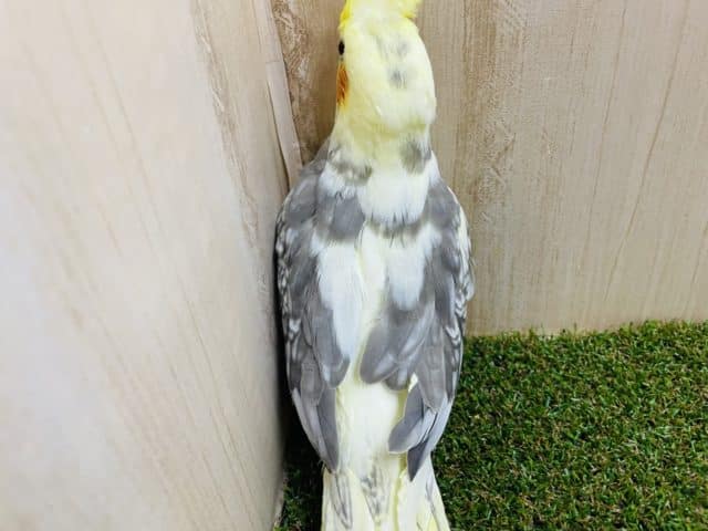 オカメインコ