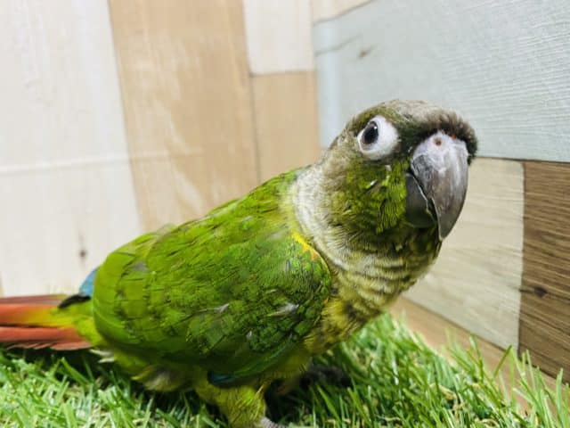 ワキコガネウロコインコ