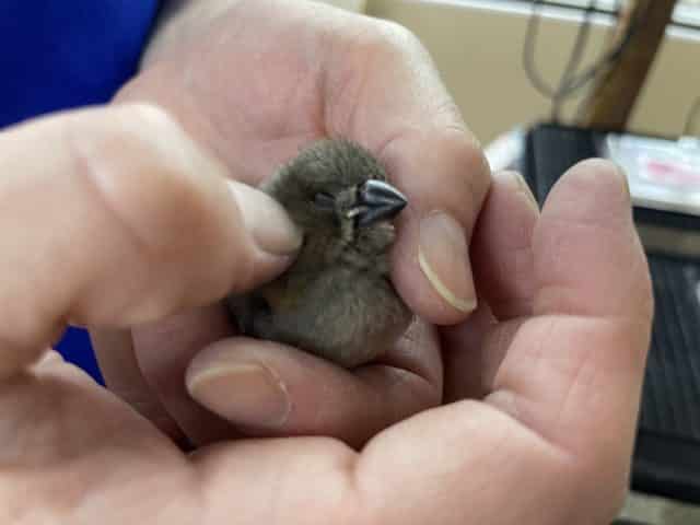 錦花鳥（キンカチョウ）