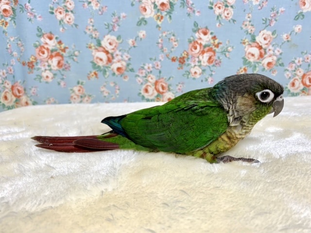 ホオミドリウロコインコ