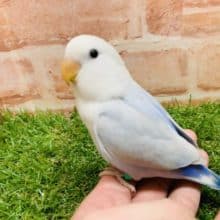 緊急入舎！　コザクラインコ（パリッドブルーシナモン男の子♂）入舎です！　Ｒ４ ８/２３撮影