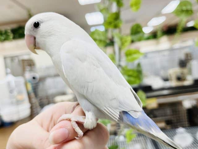 コザクラインコ（小桜インコ）