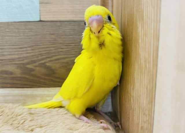 黒い模様が少なめハルクイン☆これからが楽しみなセキセイインコです！