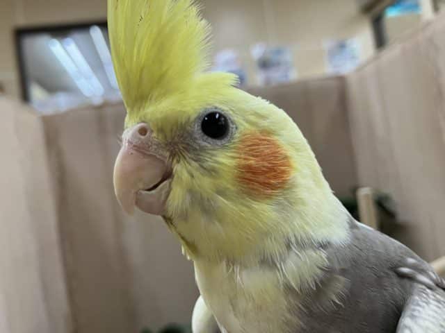 オカメインコ