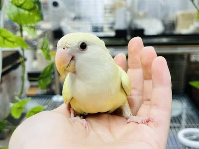 コザクラインコ（小桜インコ）