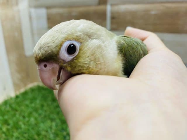 ホオミドリウロコインコ