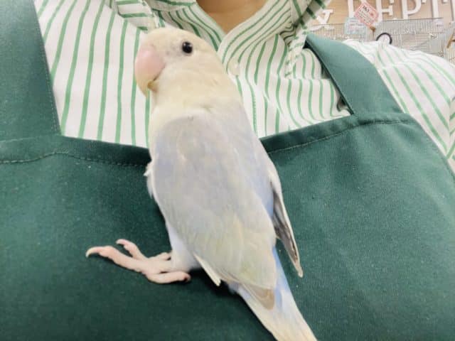 コザクラインコ（小桜インコ）