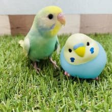 アピール上手なかまってちゃん♪セキセイインコのパステルカラーレインボー！