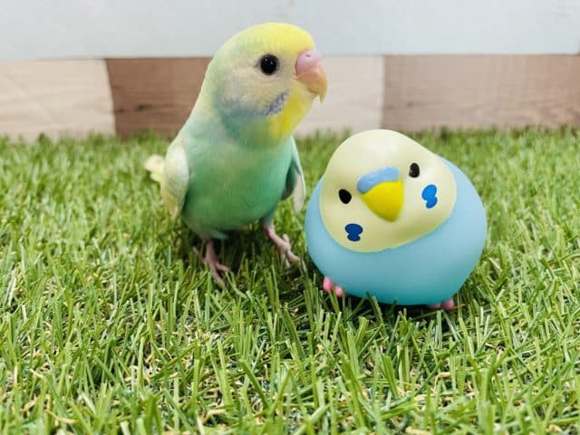 アピール上手なかまってちゃん♪セキセイインコのパステルカラーレインボー！