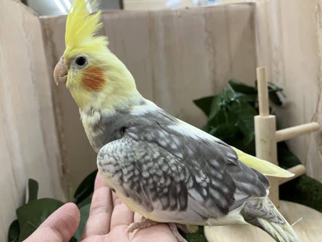 オカメインコ