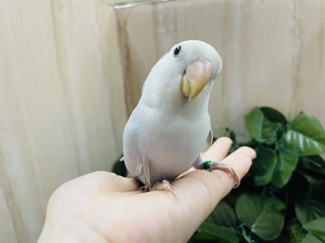 コザクラインコ（小桜インコ）