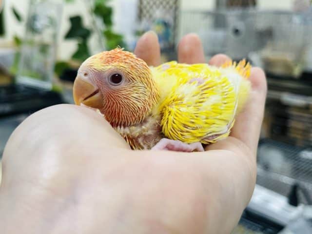 コザクラインコ（小桜インコ）