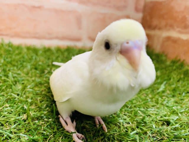 あれ？黒目じゃない？！　セキセイインコ　ダブルファクター入舎です！！　Ｒ４　８／２５撮影