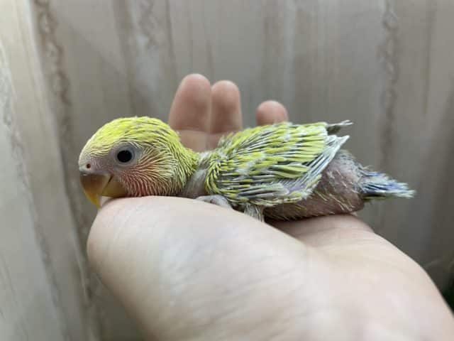 コザクラインコ（小桜インコ）